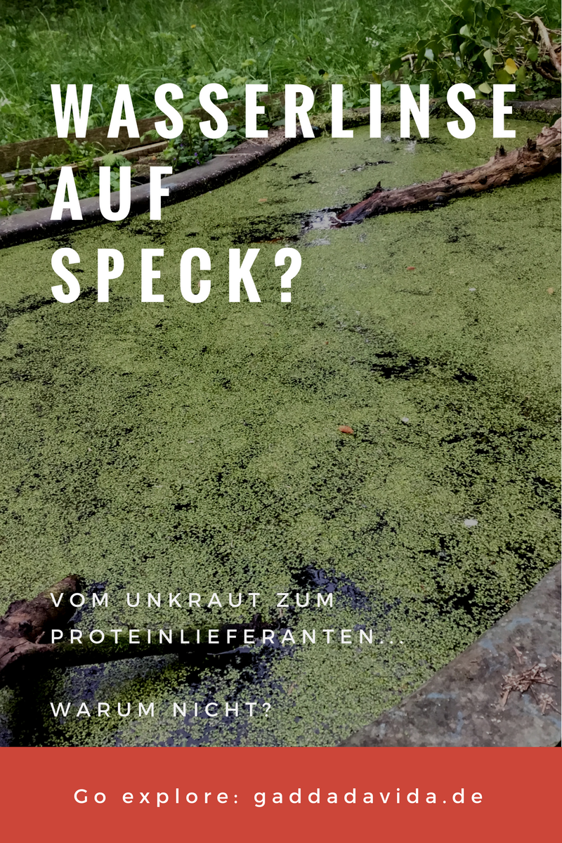Wasserlinse Auf Speck Gaddadavida 